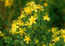 ST JOHNS WORT HYPERICUM PERFORATUM - 0.5 GRAM (WILD) ~ 4,500 SEEDS