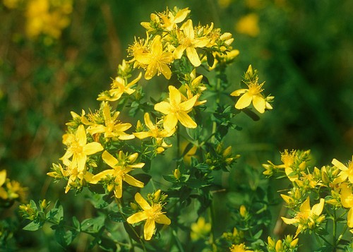 Johns wort hypericum - wort,