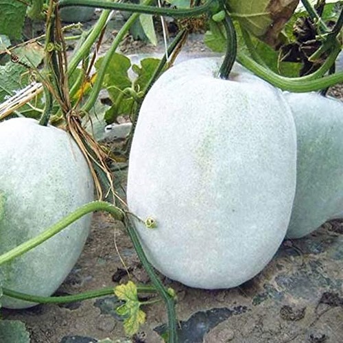 Bangladeshi wax gourd - bangladeshi, winter