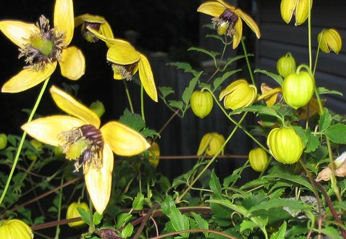 Clematis aztek yellow - clematis,,