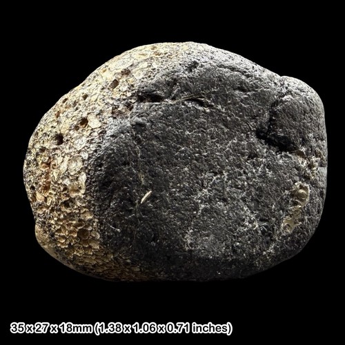 Fossil dinosaur bone wessex - dinosaur,
