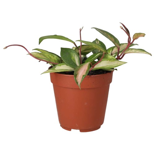 Wax plant tricolour - plant, ‘tricolour’