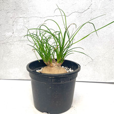 Beaucarnea recurvata  'Nolina