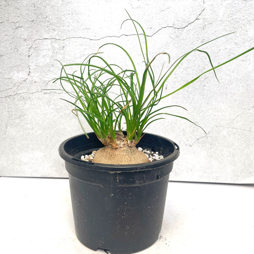Beaucarnea recurvata nolina - , 'nolina
