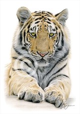 BENGAL TIGER colour pencil