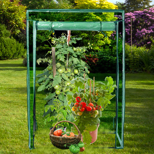 Tomato greenhouse reinforced - tomato,