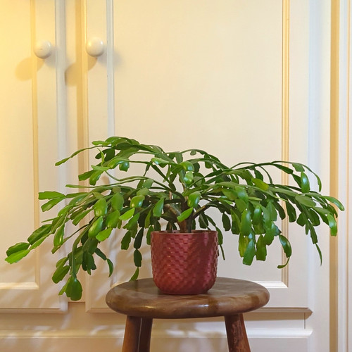 Mature christmas cactus - christmas, |