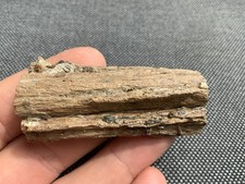 Fossil Ichthyosaur/Plesiosaur