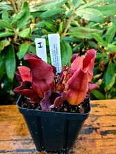 Sarracenia Purpurea Super Dark