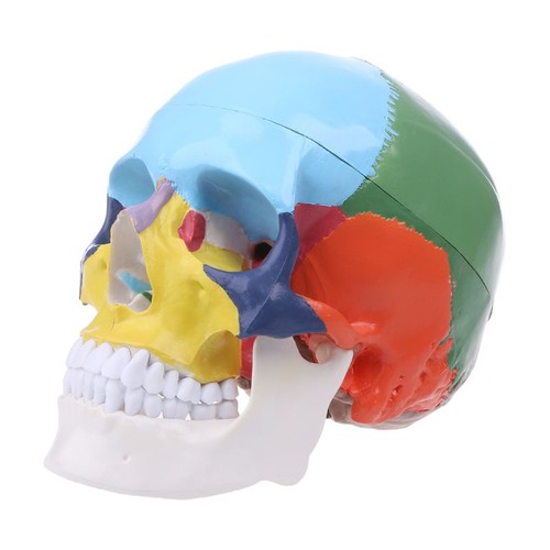 Life size colorful human - colorful, skull