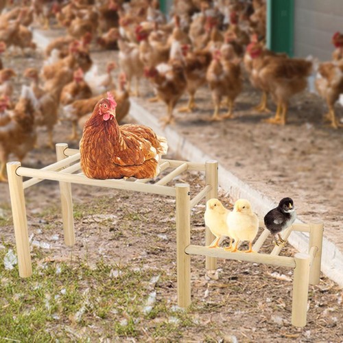 Chicken perch for coop - chicken,