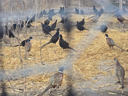 Fertile pheasant hatching eggs