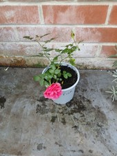 Miniature Rose plant in 13cm pot approx. Pink