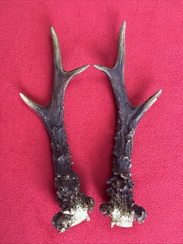 Pair roe deer antlers - roe,