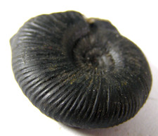 SMALL BLACK AMMONITE FOSSIL -