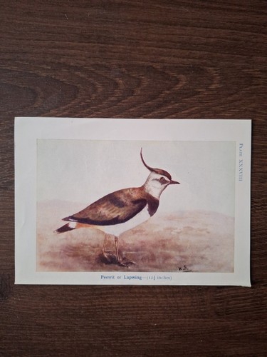 Vintage lapwing bird book - lapwing,