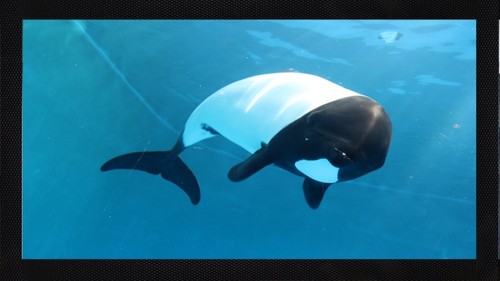 Commersons dolphin ocean - ocean, bar