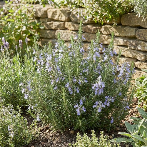 Rosemary riviera bush - bush, fragrant