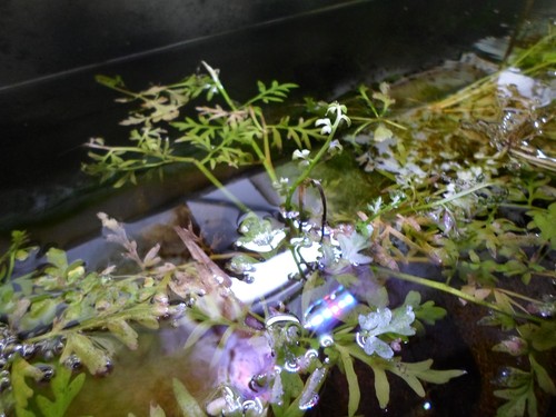 Indian fern water sprite - fern, /