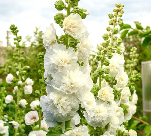 75x chaters white double - 75x,