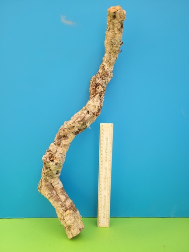 Cork bark branch 59cm - branch,