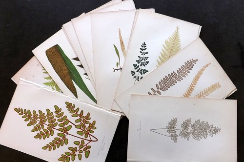 Lowe edward 1868 lot - lot, of