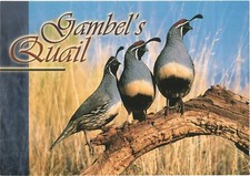 Gambel's Quails, Most Popular Gamebird Species In Arizona Postcard