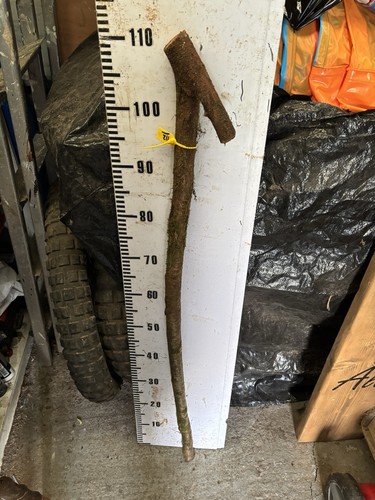 Blackthorn shank walking stick - shank,