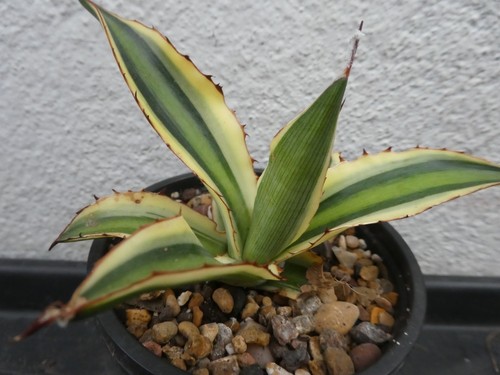 Agave lopantha quadricolor - agave,