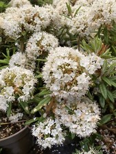 Two Dwarf Rhododendron -