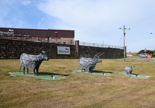 Photo A1 Highland cows