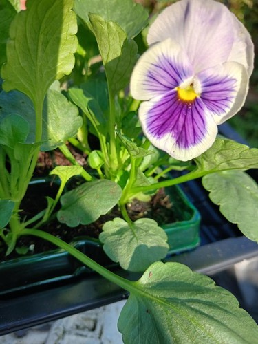 Winter pansy garden - winter,