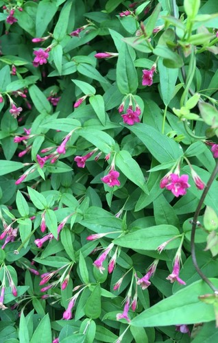 Climbers jasminum beesianum - 2,