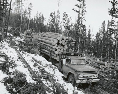 Spruce pine logs - &, on
