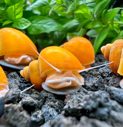 Gold mystery snails - 3, (pomacea