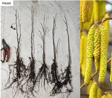 Hazel Hedging Plants (40-60cm)