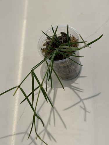 Hoya linearis - hoya,