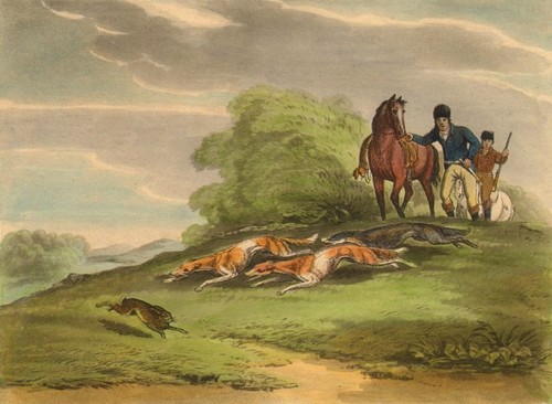 Russia hare coursing - coursing, fan-