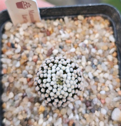 Mammillaria luethyi - luethyi,