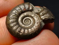 Tropidoceras pyrite ammonite fossil (22 mm) Jurassic Coast Fossils UK minerals