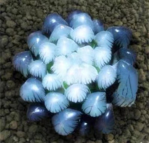 50pcs blue succulents seeds - 50pcs,
