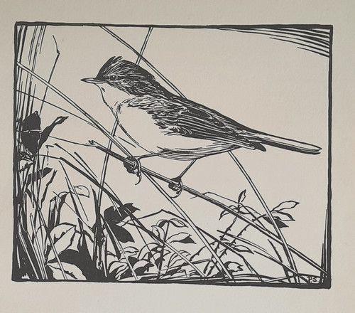 Whitethroat peter scott - peter, bird