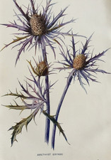 C1900s Antique Botanical Print – Amethyst Eryngo – Hulme Victorian Garden Art