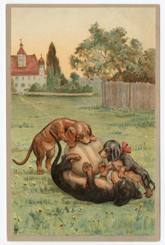 Dachshund puppies and - dachshund,