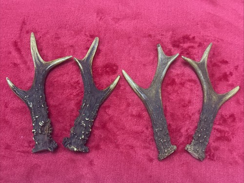 Pairs roe deer antlers - of,