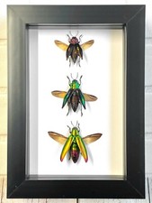 3 x Jewel Beetle Collection Buprestidae Deep Box Frame Display Case Insect Bug