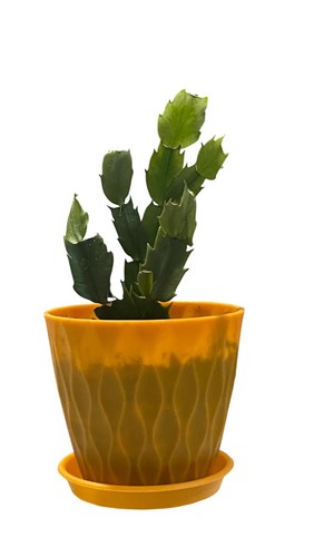 Thanksgiving cactus white 1 - thanksgiving,