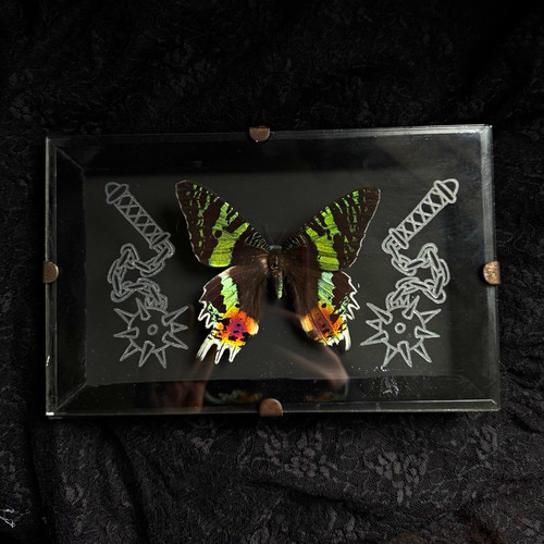 Mounted butterfly taxidermy - mounted,