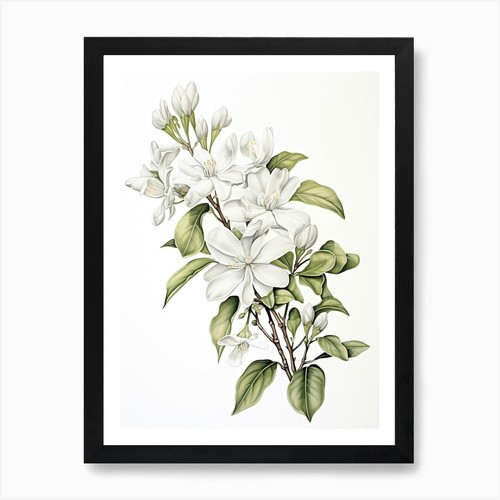 Jasmine flower vintage - jasmine,
