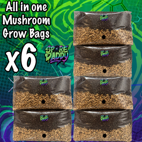 Mushroom grow bag pack 4 - mushroom,